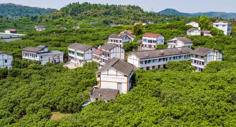 农家菜——传统美味与现代健康完美融合